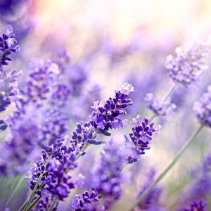 Meet your Posher, Jane